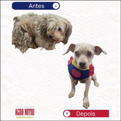 Agro Nutri Pet Shop e Agropecuária