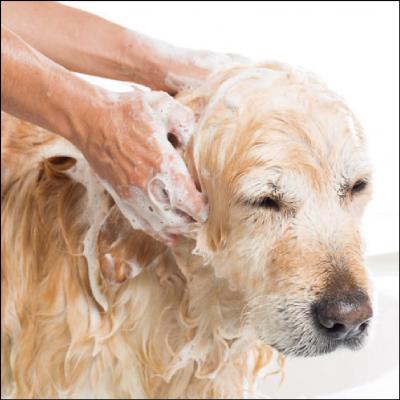 Auxiliar de Veterinário e Pet Shop