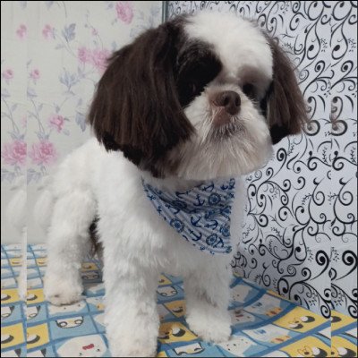 Tosa na Tesoura - imagem 1