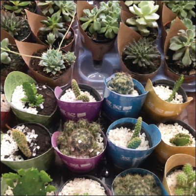 Suculentas