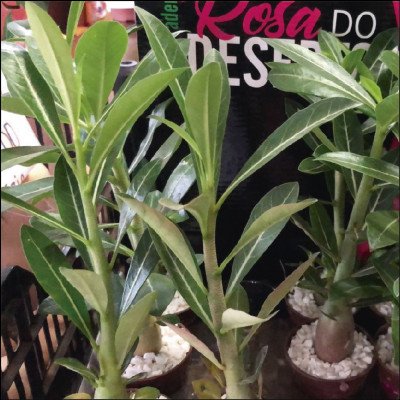 Rosa do Deserto