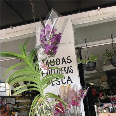 Orquídea Vanda - imagem 1