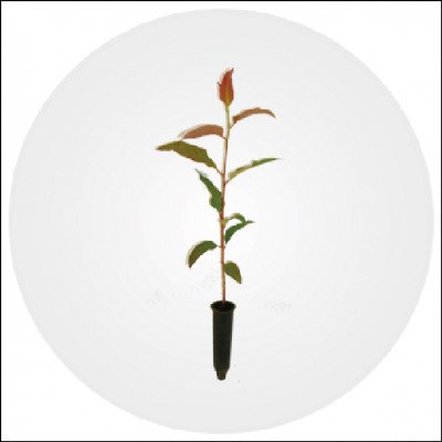 Mudas Por Semente Eucalyptus Grandis