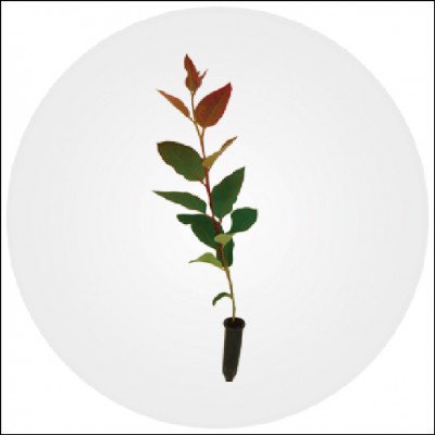 Mudas Por Clonagem Eucalyptus Urograndis