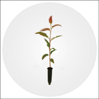 Mudas Por Clonagem Eucalyptus Grandis