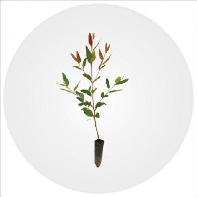 Mudas Por Clonagem Eucalyptus Saligna