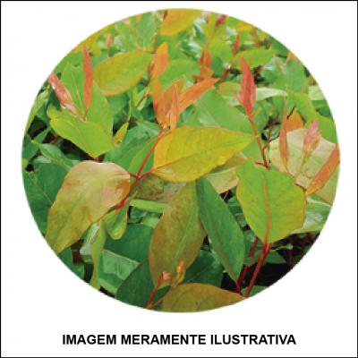 Mudas Clonadas de Eucalyptus