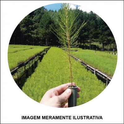 Mudas de Pinus Resiníferos