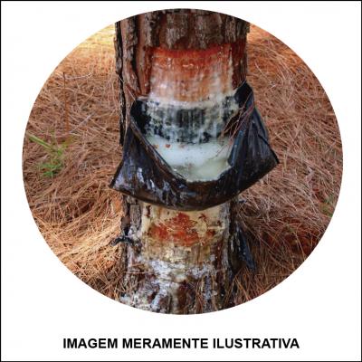Produção e Compra de Resina de Pinus