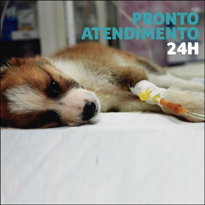 Pronto Atendimento Com Médico Veterinário