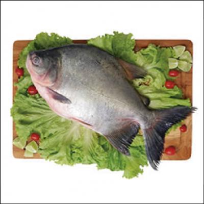 Pacu