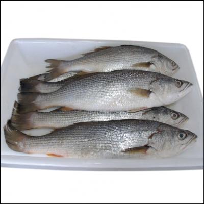 Tainha