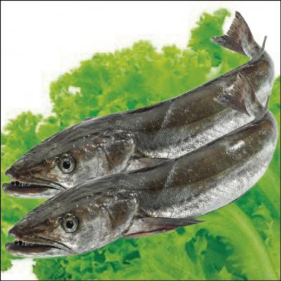 Merluza