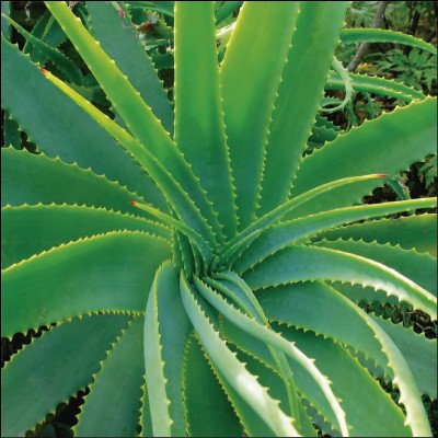 Aloe Vera