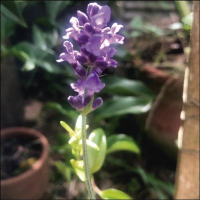 Lavandas Angustifolia