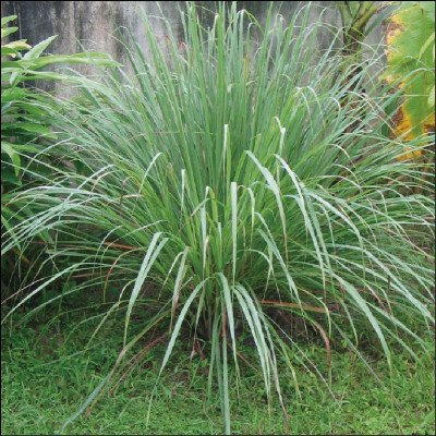 Lemon Gras ( capim limão )