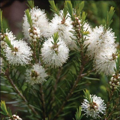 Melaleuca Alternifolia
