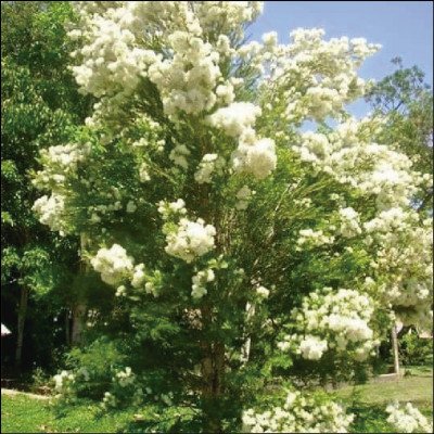 Melaleuca Armillaris