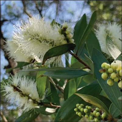 Melaleuca Quinquinervia