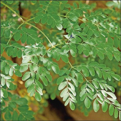 Moringa Oleifera