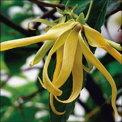 Ylang Ylang