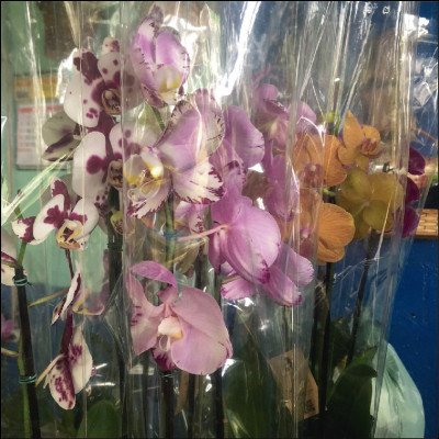 Orquídeas e Variedades