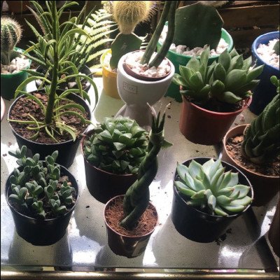 Suculentas