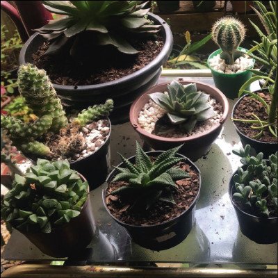 Suculentas