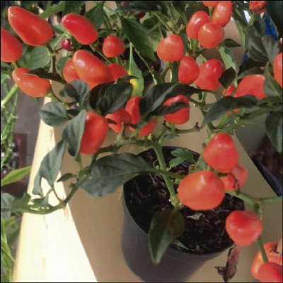 Pimentas e Variedades