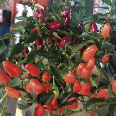 Pimentas e Variedades - imagem 1