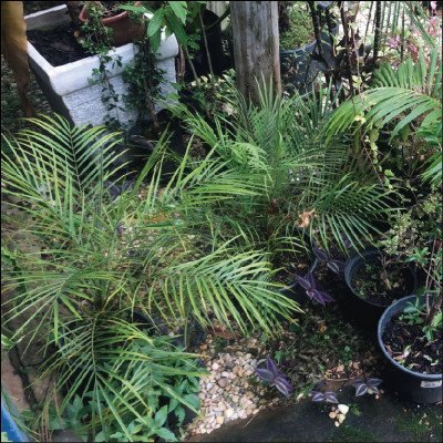 Mini Palmeira - imagem 1