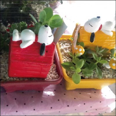 Casa de Suculentas - imagem 1