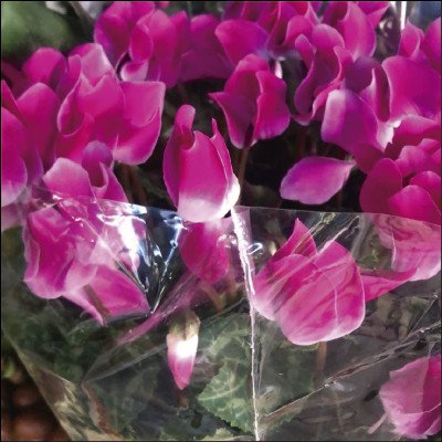 Cyclamen
