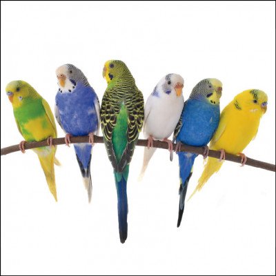 Venda de Periquitos