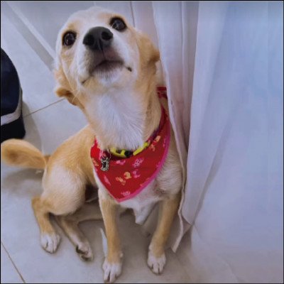 Atendimento Domiciliar