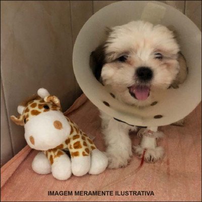 Internação Veterinária