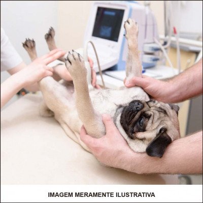 Ultrassonografia Veterinária