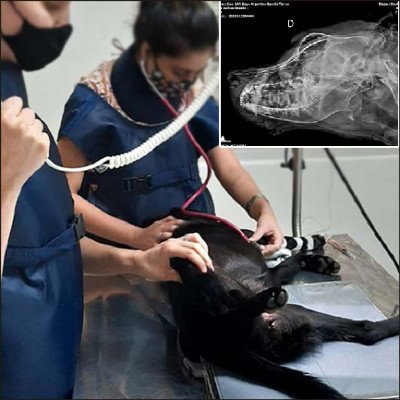 Raio-X Digital - imagem 1