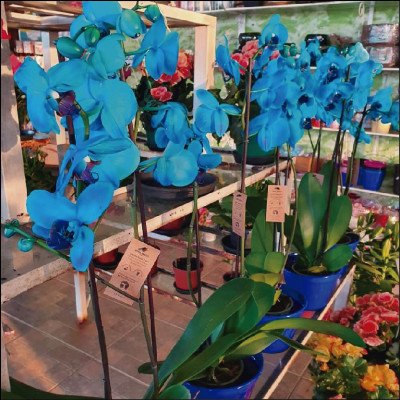 Orquídea Azul - imagem 1