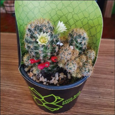 Mini Cactos