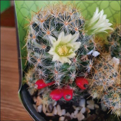 Mini Cactos - imagem 1