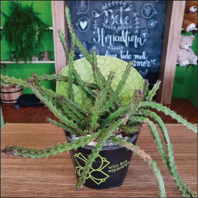 Mini Cactos - imagem 2