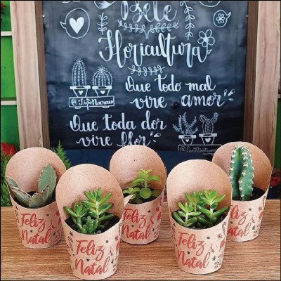 Mini Suculentas - imagem 2