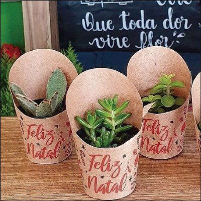 Mini Suculentas - imagem 1