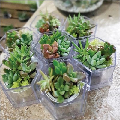Mini Suculentas