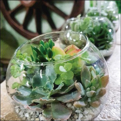 Mini Terrários