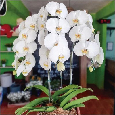 Orquídeas Várias Opções