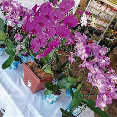 Orquídeas Várias Opções - imagem 1