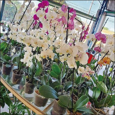 Orquídeas Várias Opções - imagem 3