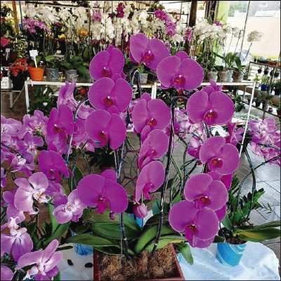 Orquídeas Várias Opções - imagem 2